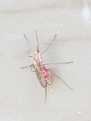 Ochlerotatus