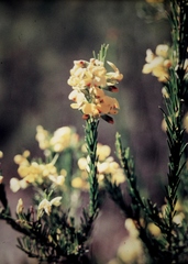 Dillwynia floribunda