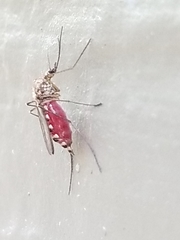 Ochlerotatus