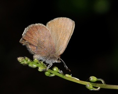 Callophrys augustinus iroides