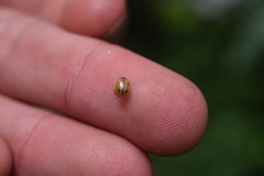 Mulsantina mexicana