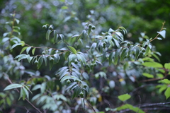 Litsea glaucescens