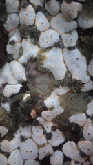 Didemnum carnulentum