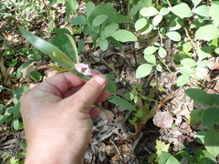 Cleistesiopsis bifaria
