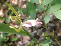 Cleistesiopsis bifaria