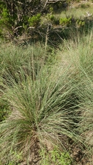 Muhlenbergia lindheimeri