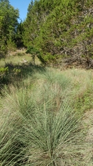 Muhlenbergia lindheimeri