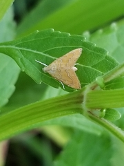 Glaphyria sesquistrialis