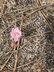 Lewisia rediviva