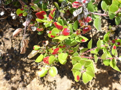 Exobasidium arctostaphyli