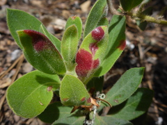Exobasidium arctostaphyli