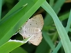 Glaphyria sesquistrialis