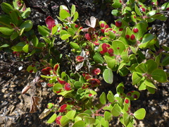 Exobasidium arctostaphyli