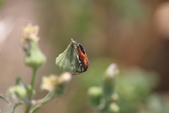 Lygaeus reclivatus
