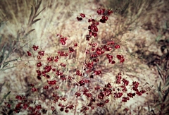 Dodonaea peduncularis