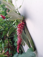 Alpinia purpurata