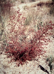 Dodonaea peduncularis