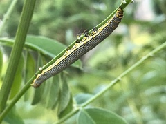 Catocala amestris
