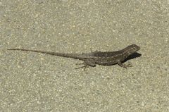 Sceloporus occidentalis