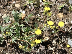 Potentilla concinna