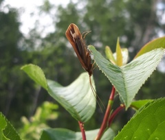 Limnephilus ornatus