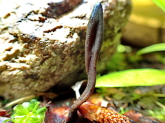 Geoglossum fallax