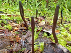 Geoglossum fallax