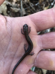 Plethodon sherando