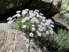 Erigeron pinnatisectus