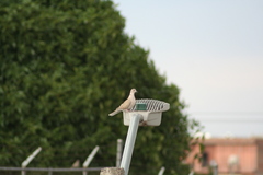 Streptopelia decaocto