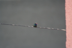 Cynanthus latirostris