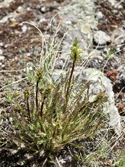 Pedicularis parryi