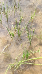 Juncus articulatus