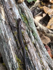 Plethodon sherando