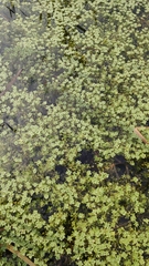 Callitriche cophocarpa