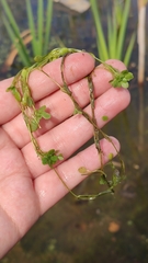 Callitriche cophocarpa