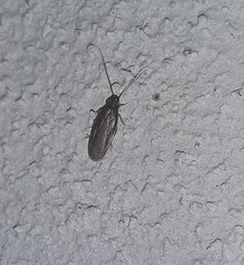 Compsodes schwarzi