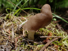 Helvella elastica