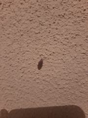 Compsodes schwarzi
