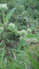 Hyptis capitata
