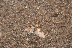 Azochis rufidiscalis