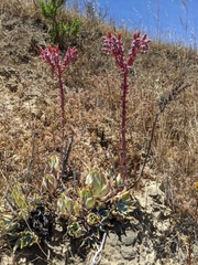 Dudleya palmeri