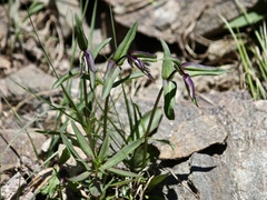 Campanula uniflora