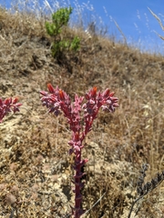 Dudleya palmeri