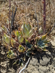 Dudleya palmeri