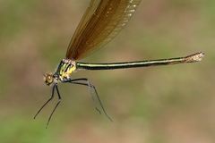 Calopteryx amata