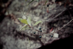 Elaeocarpus reticulatus