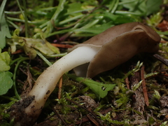 Helvella elastica