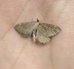 Philereme vetulata