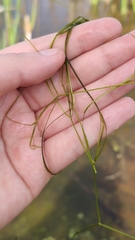 Potamogeton